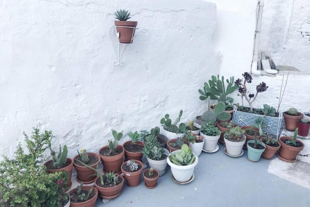 Vila Little Cactus Serifos Town Exteriér fotografie